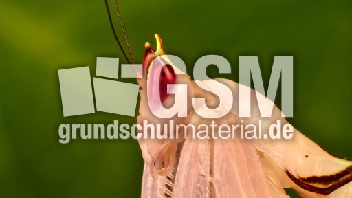 Orchideenmantis (6).jpg